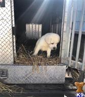 labrador retriever puppy posted by Punk Hollow